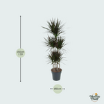 Dracaena Marginata 