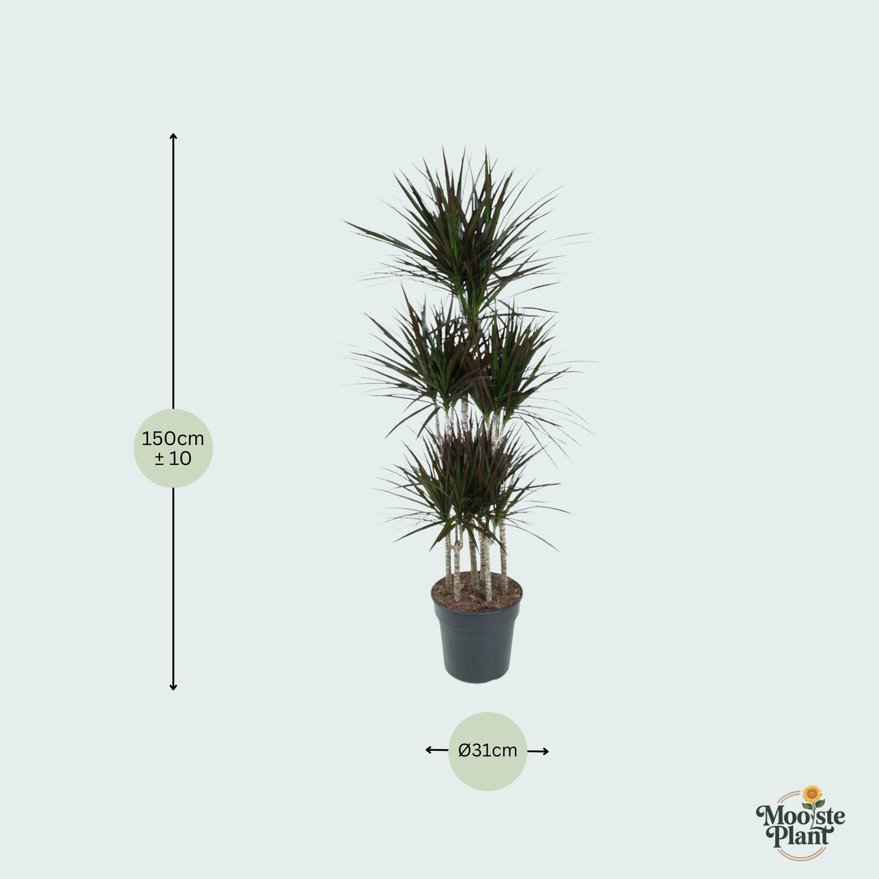 Dracaena Marginata 