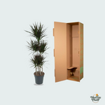 Dracaena Marginata 