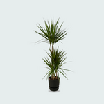 Dracaena Marginata kopen