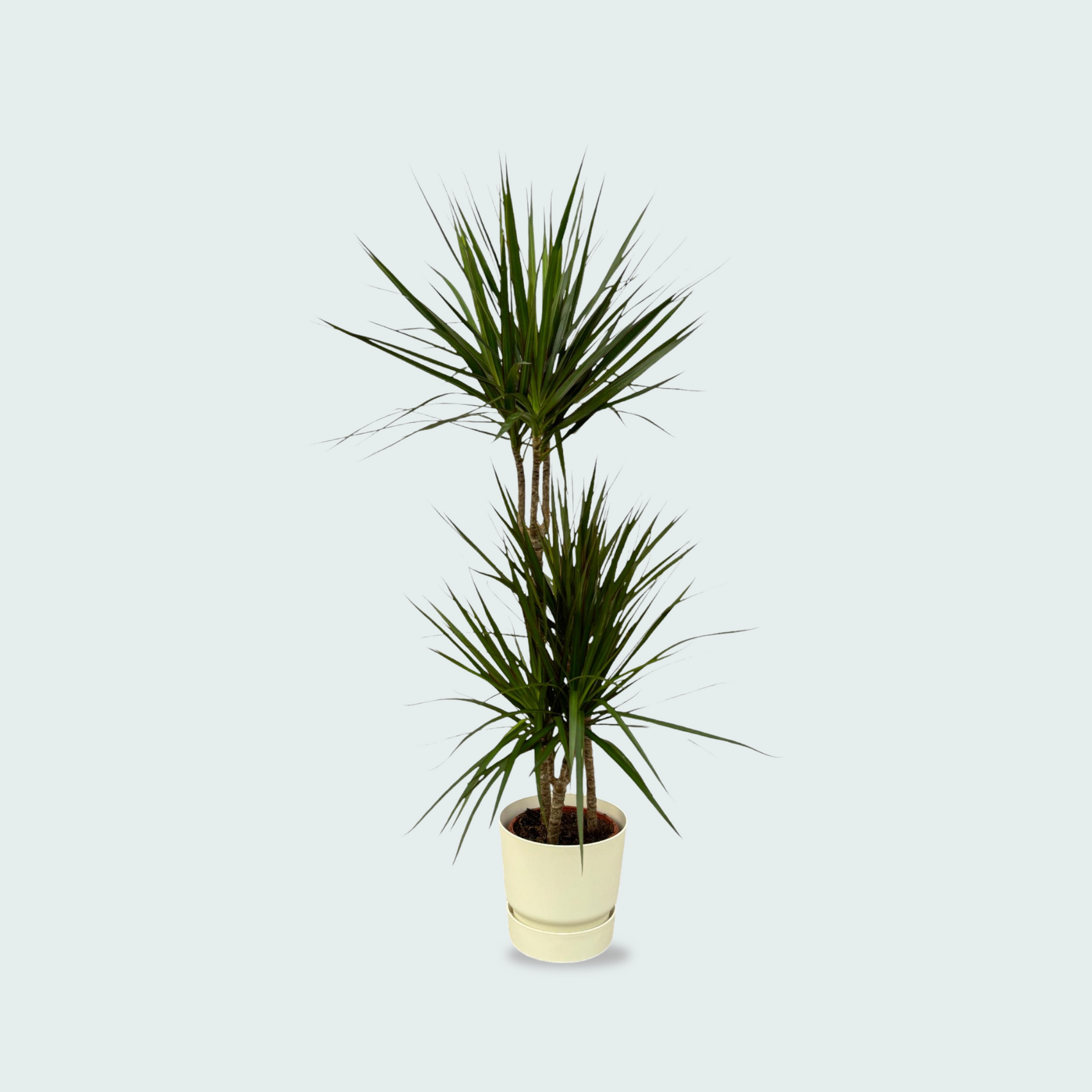 Dracaena Marginata kopen