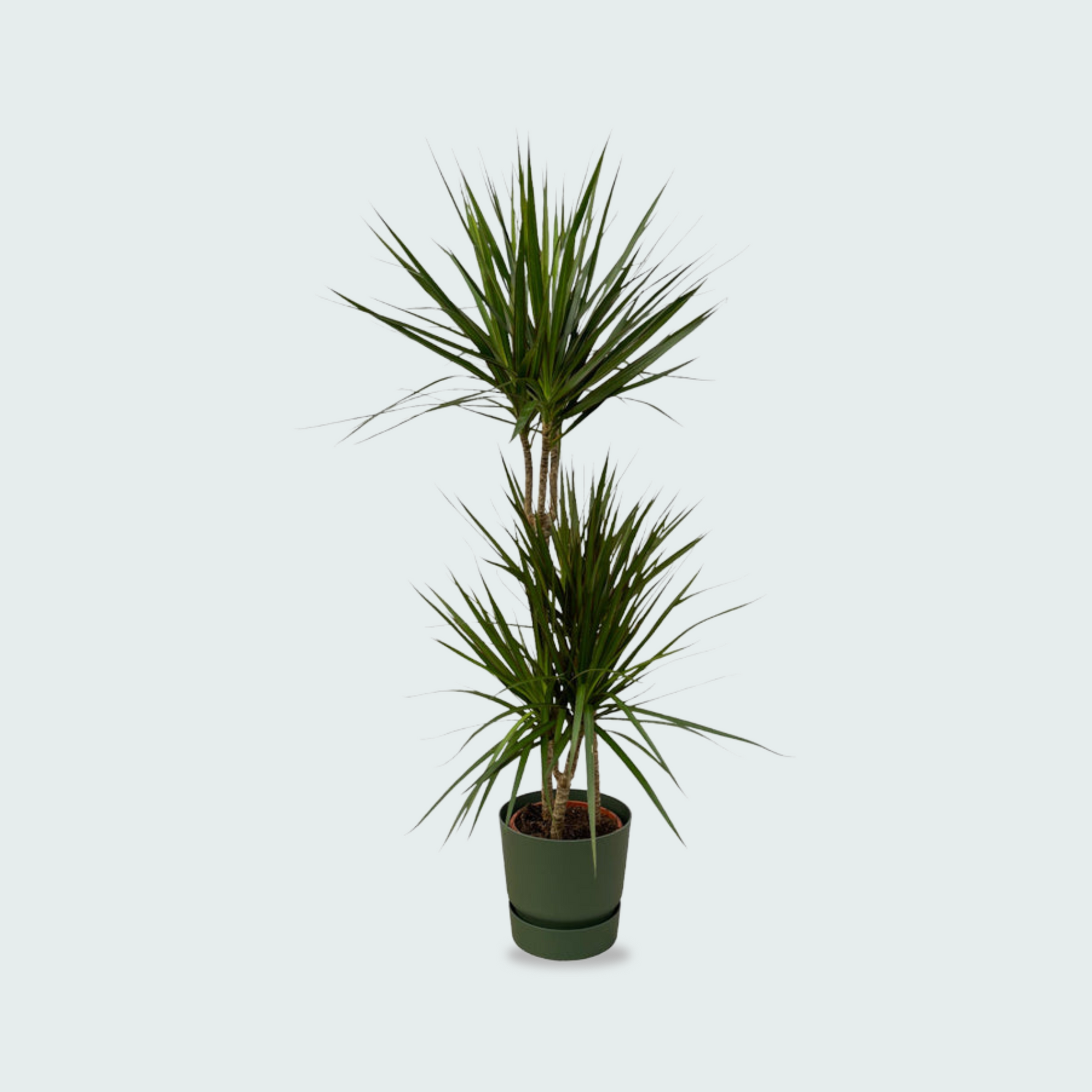 Dracaena Marginata kopen