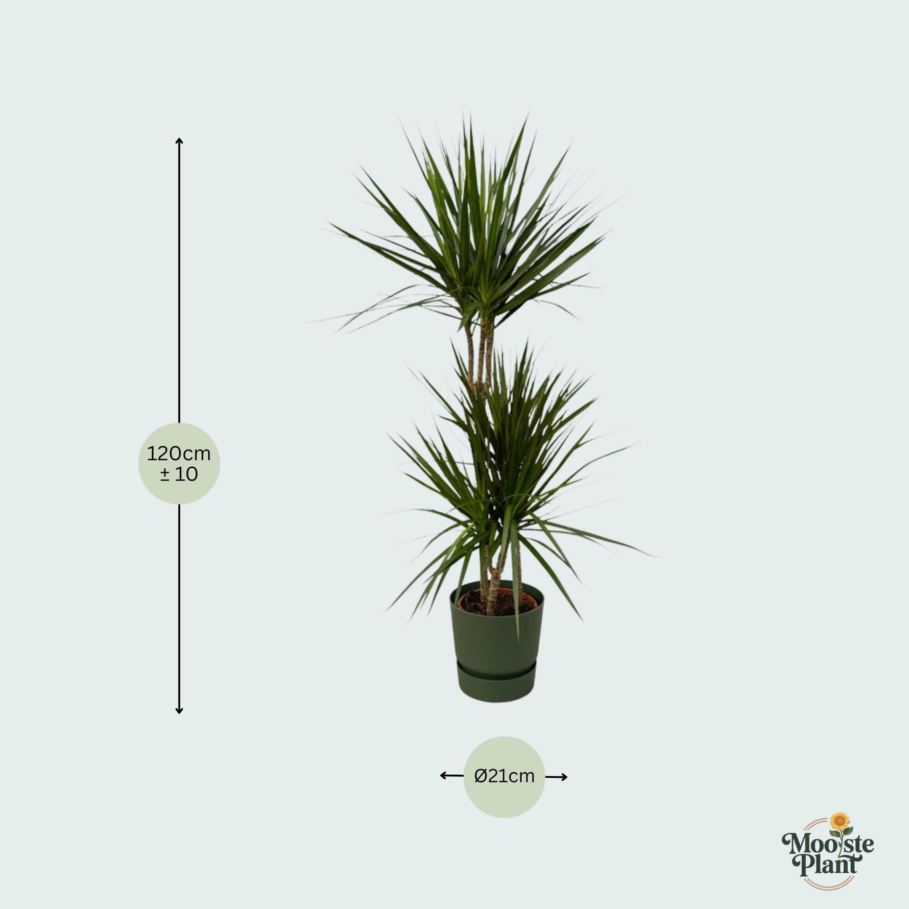 Dracaena Marginata kopen