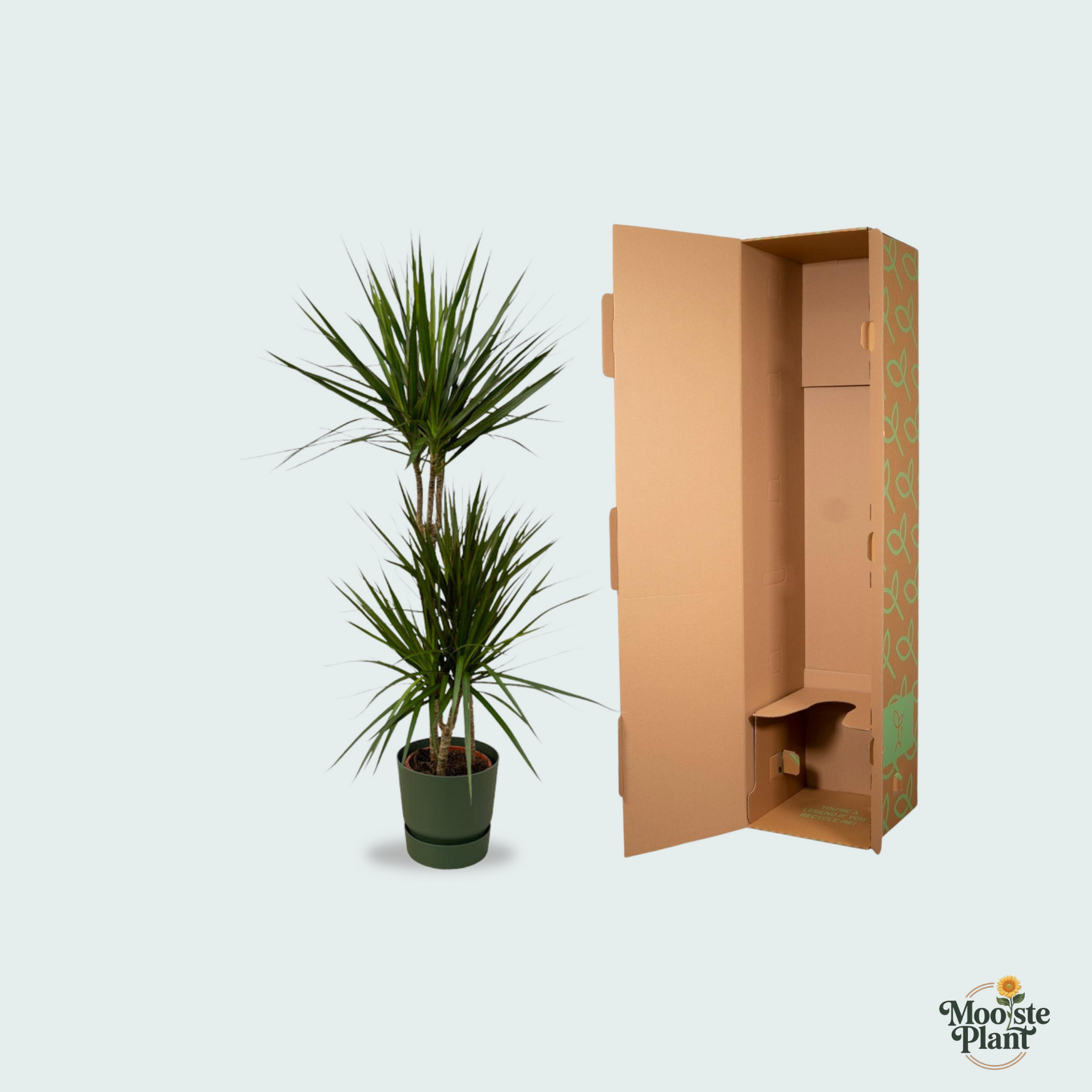Dracaena Marginata kopen
