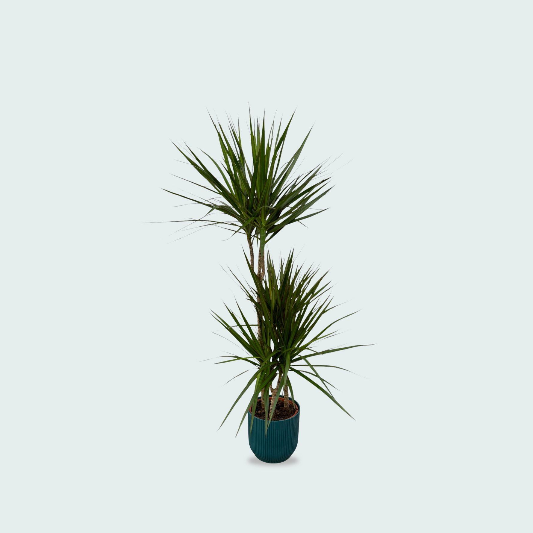 Dracaena Marginata kopen