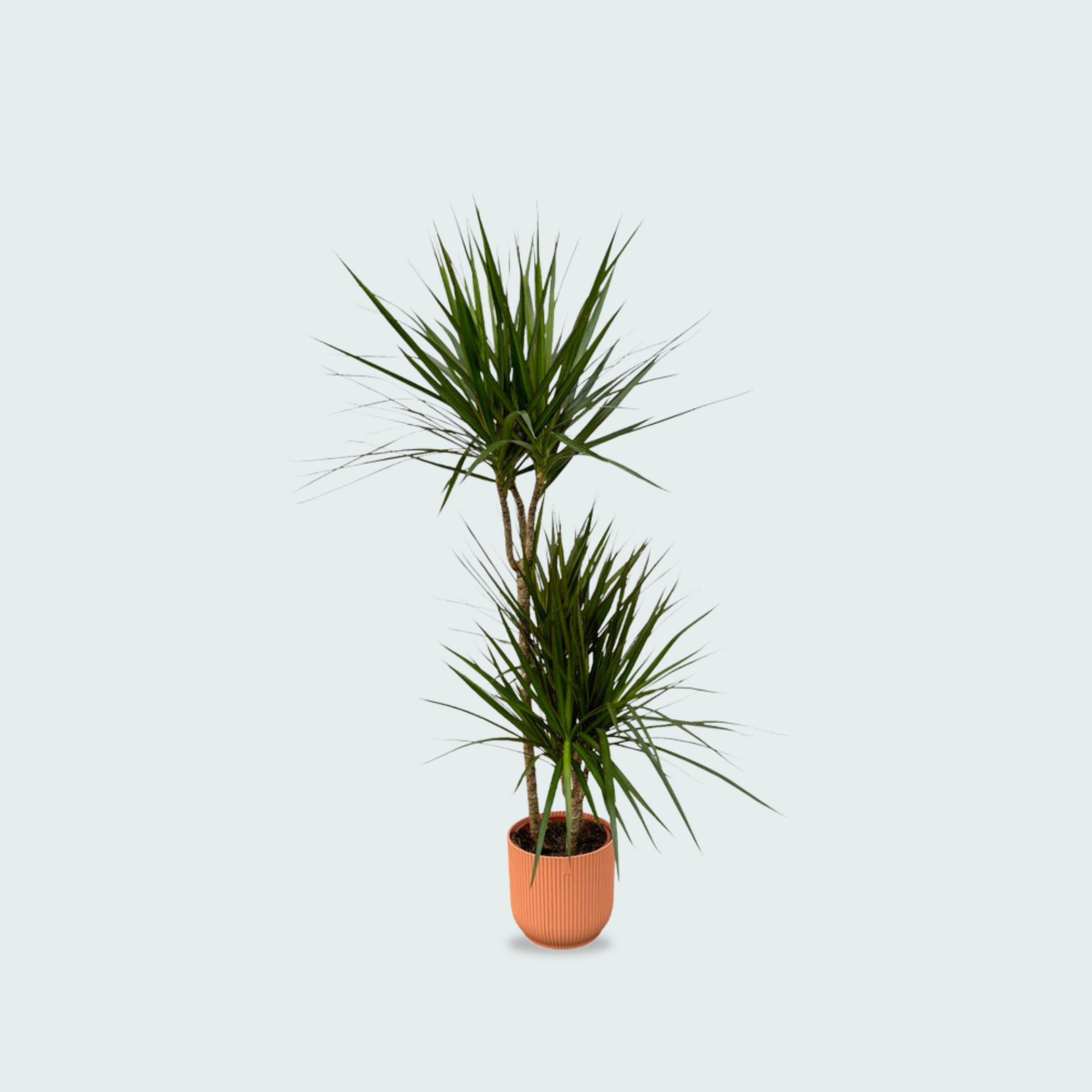 Dracaena Marginata kopen