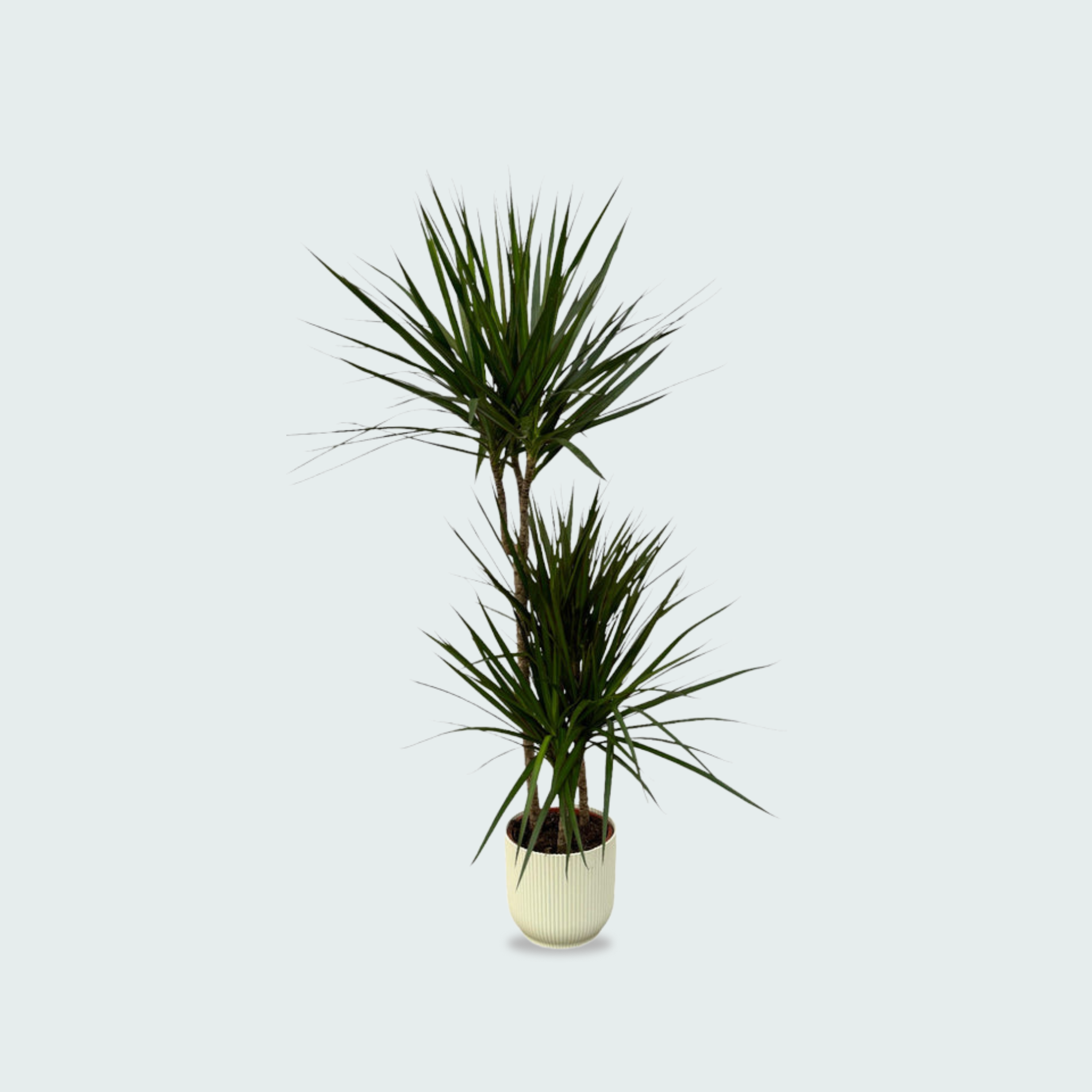 Dracaena Marginata kopen