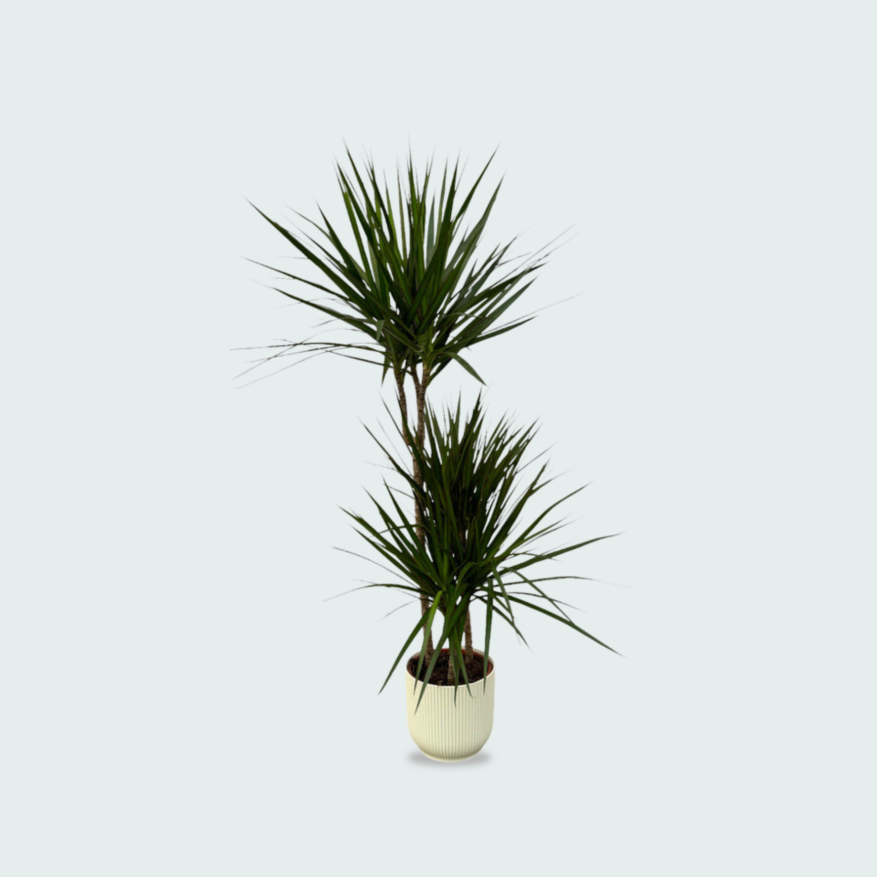 Dracaena Marginata kopen