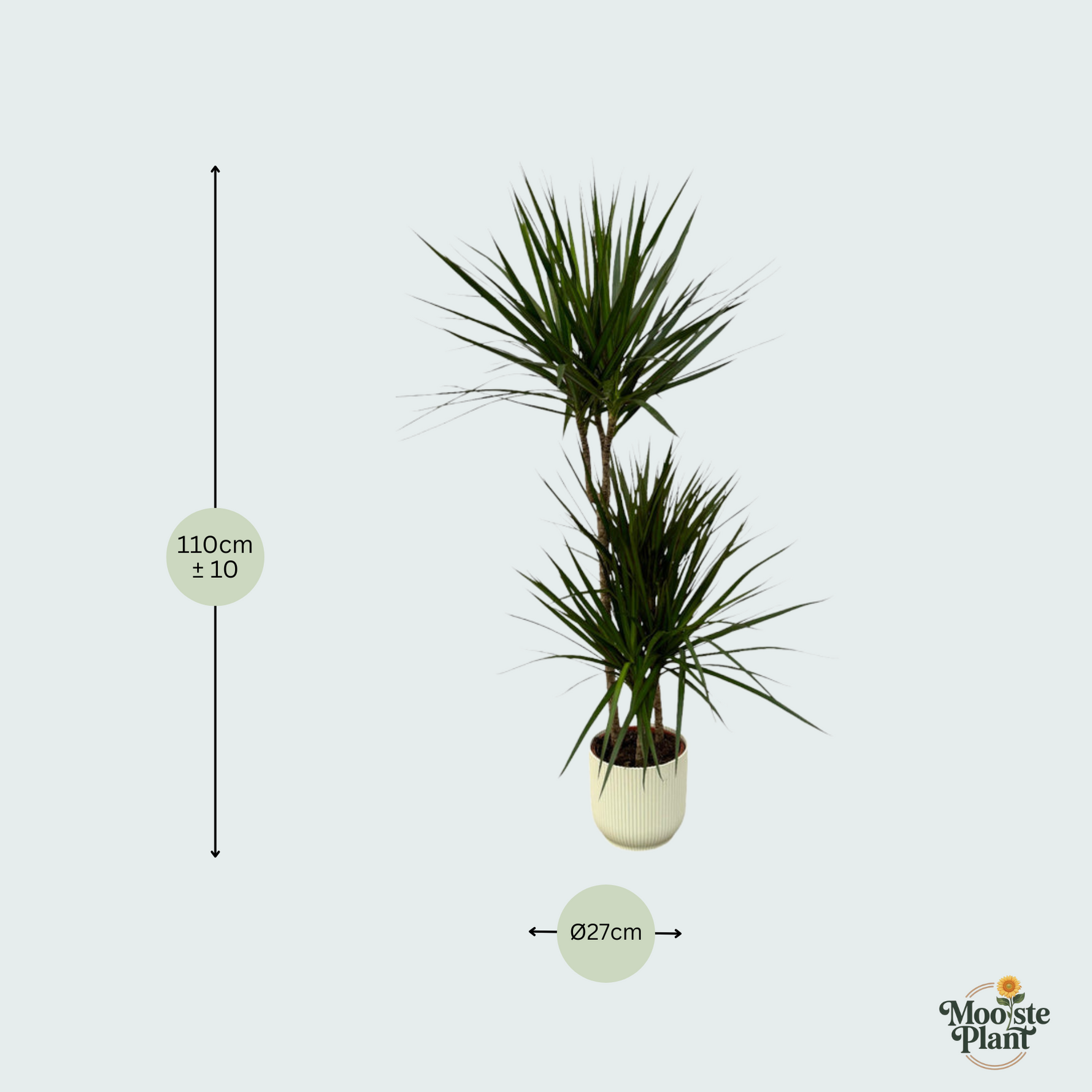 Dracaena Marginata kopen