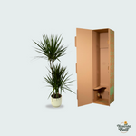 Dracaena Marginata kopen