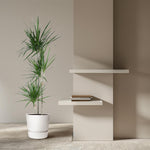 Dracaena Marginata kopen