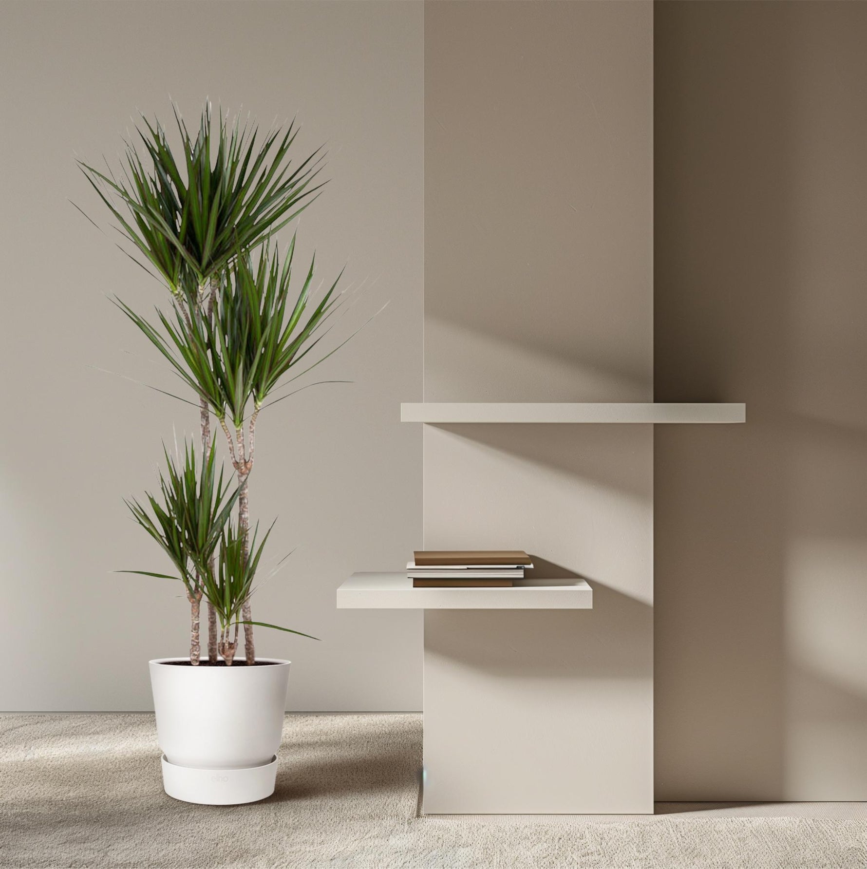 Dracaena Marginata kopen