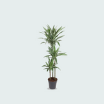 Dracaena Warneckei 