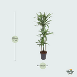Dracaena Warneckei