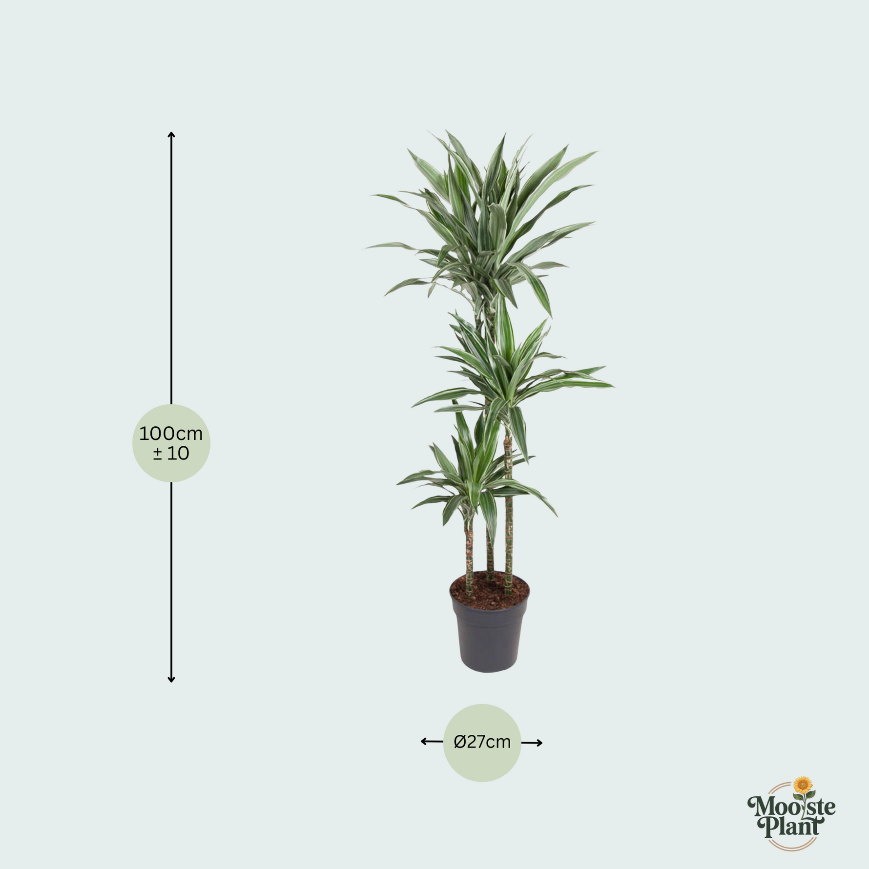 Dracaena Warneckei