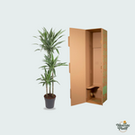 Dracaena Warneckei