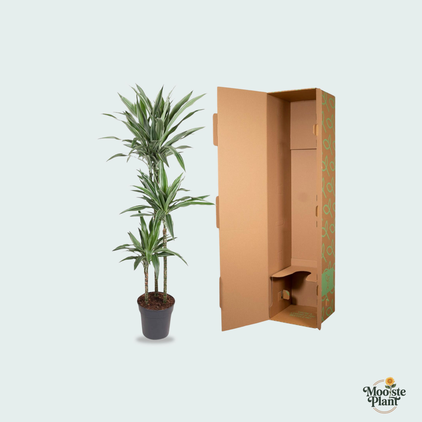 Dracaena Warneckei
