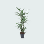 Dracaena Warneckei kopen