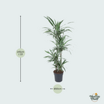 Dracaena Warneckei kopen