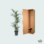 Dracaena Warneckei kopen