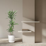 Dracaena Warneckei