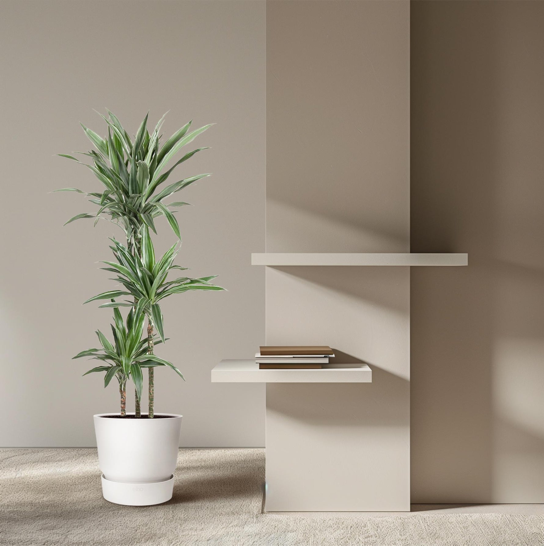 Dracaena Warneckei