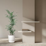 Dracaena Warneckei kopen