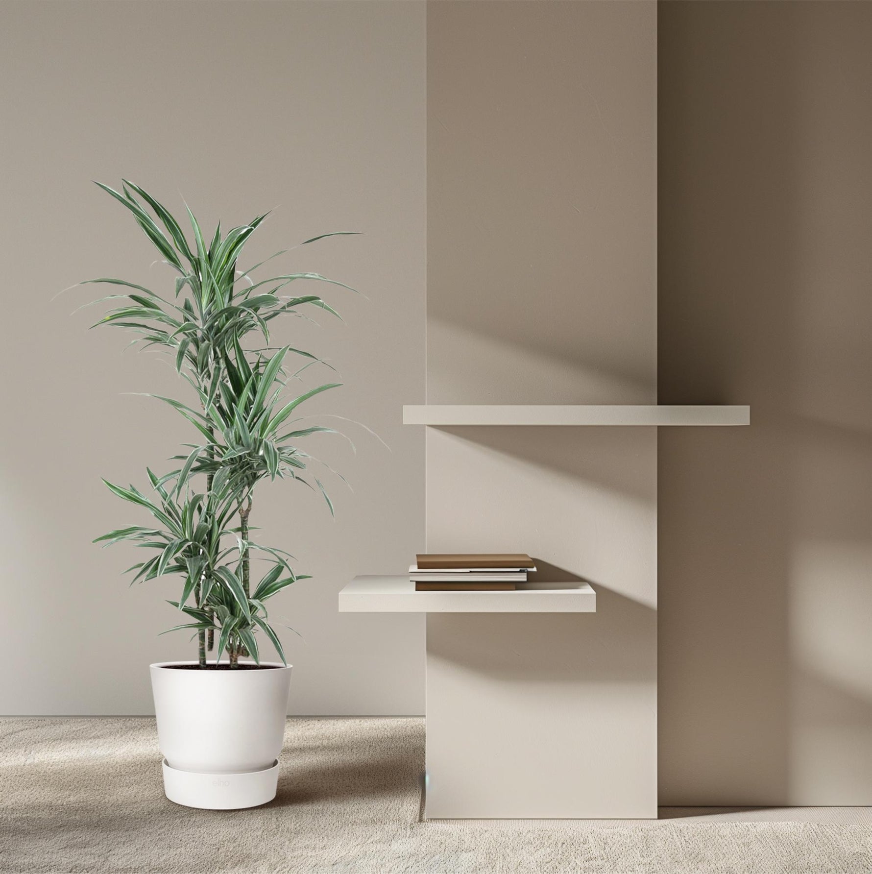 Dracaena Warneckei kopen