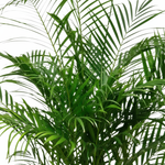 Areca Palm