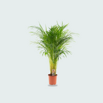 Dypsis Lutescens kopen, Areca palm kopen