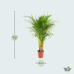 Dypsis Lutescens kopen, Areca palm kopen