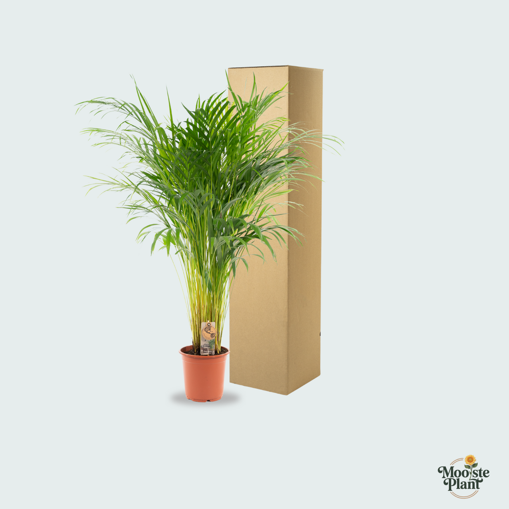 Dypsis Lutescens kopen, Areca palm kopen