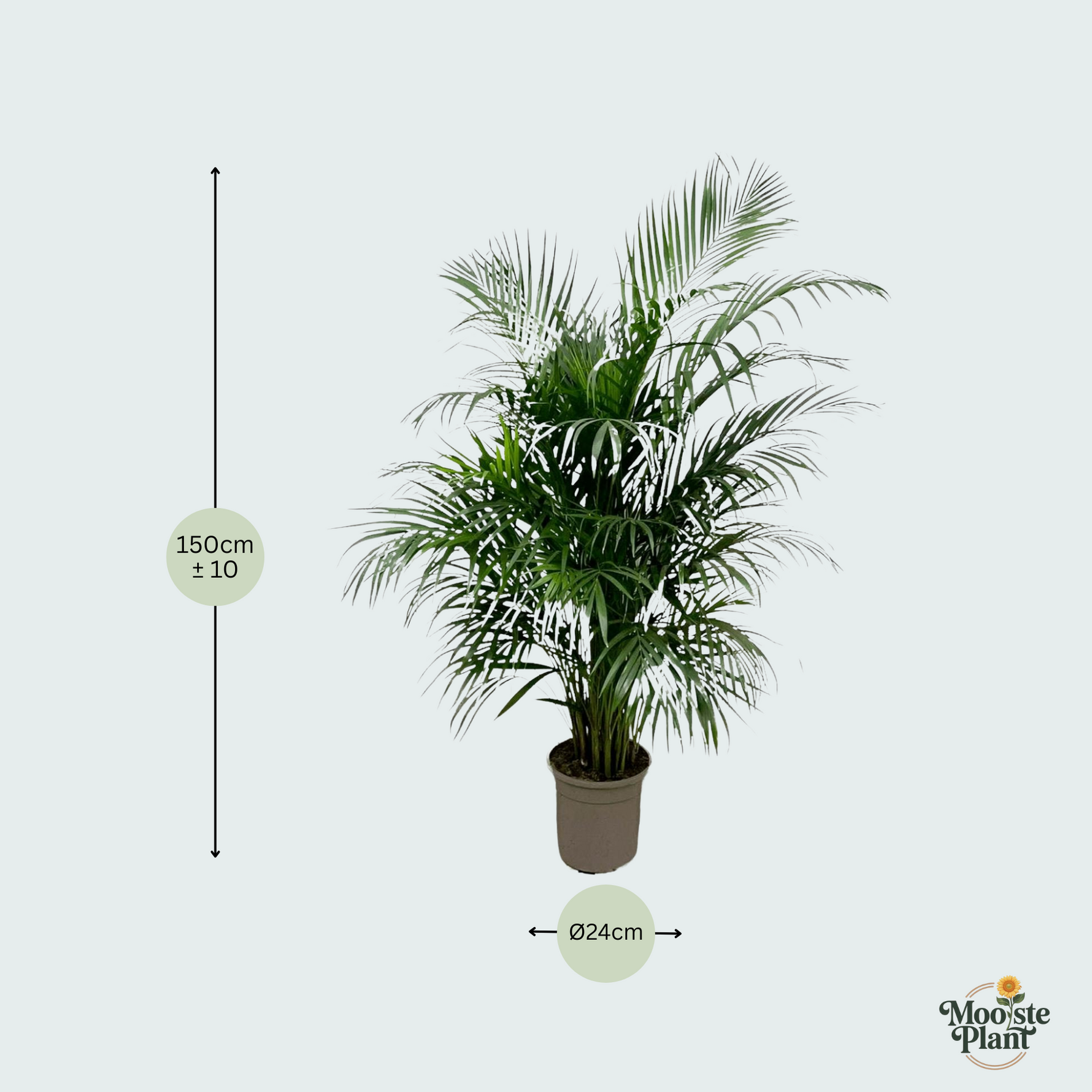 Dypsis Lutescens kopen, Areca palm kopen