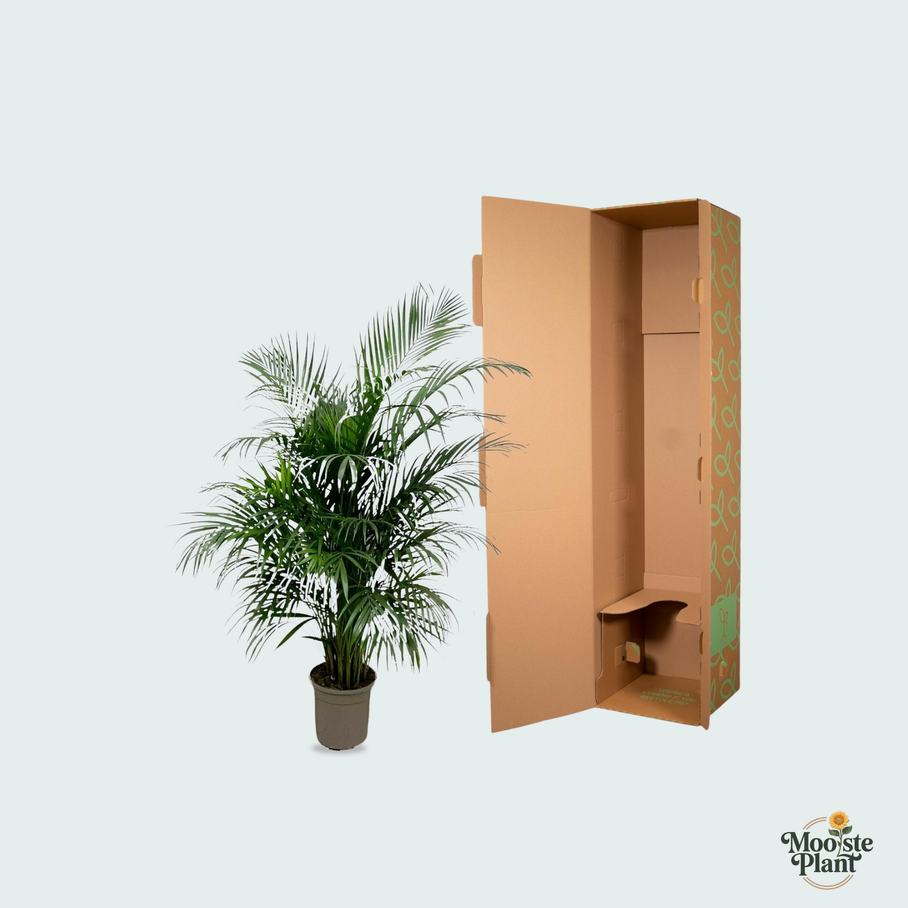 Dypsis Lutescens kopen, Areca palm kopen