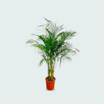 Dypsis Lutescens kopen, Areca palm kopen