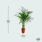 Dypsis Lutescens kopen, Areca palm kopen