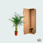 Dypsis Lutescens kopen, Areca palm kopen