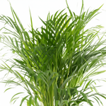 Areca Palm