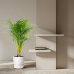 Dypsis Lutescens kopen, Areca palm kopen