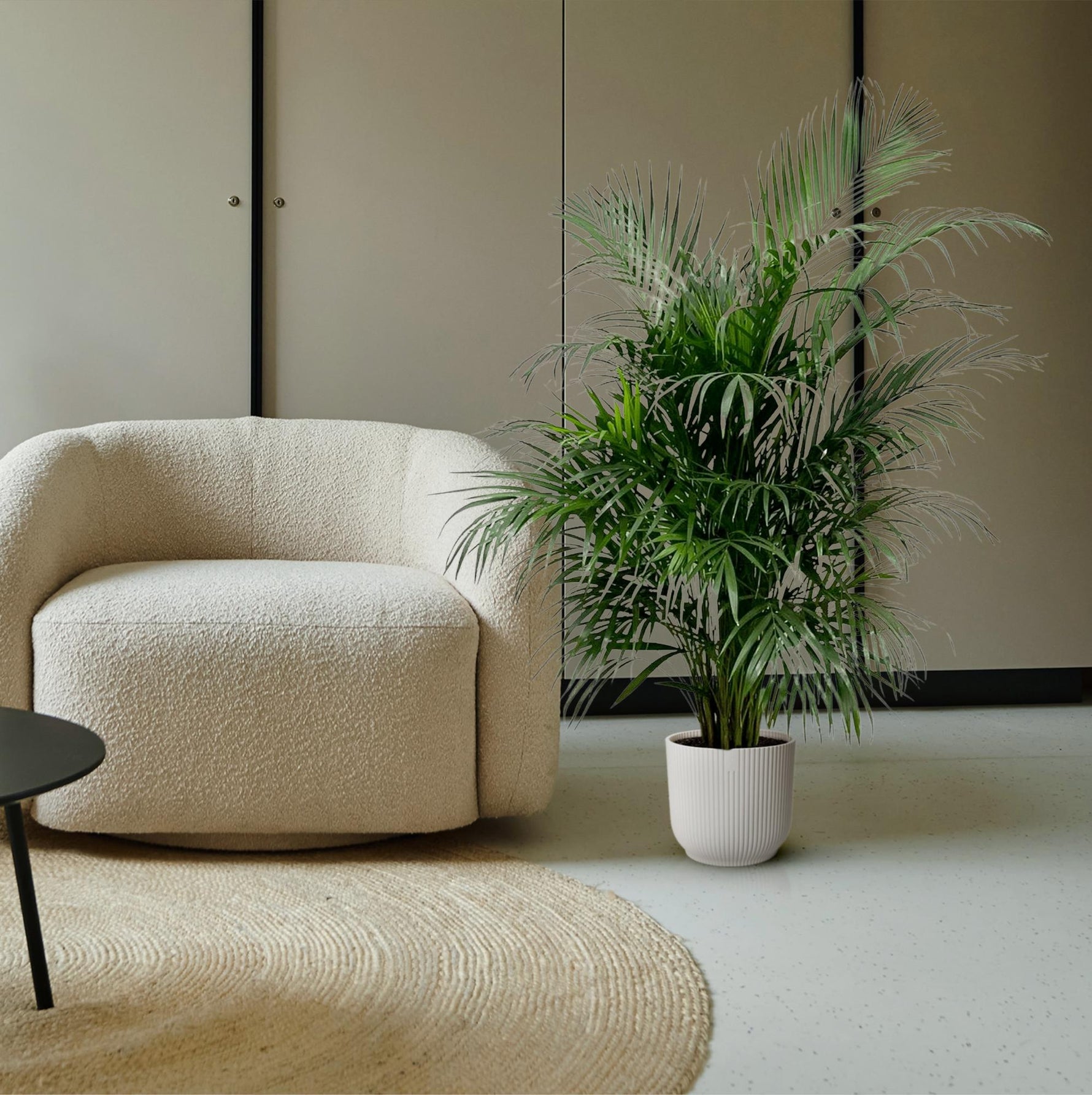 Dypsis Lutescens kopen, Areca palm kopen