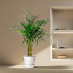 Dypsis Lutescens kopen, Areca palm kopen