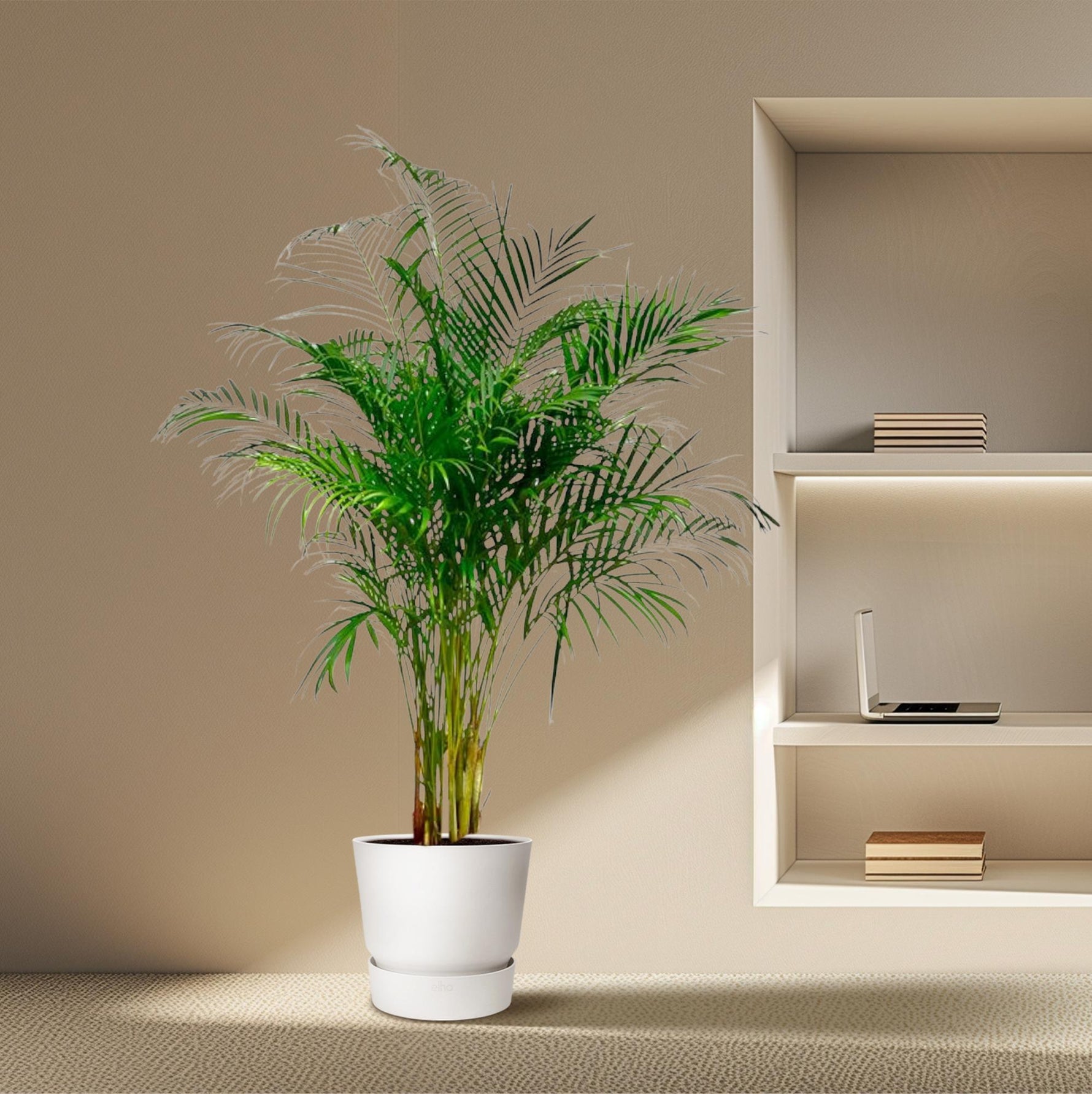 Dypsis Lutescens kopen, Areca palm kopen
