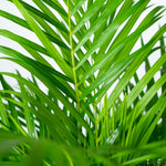 Dypsis Lutescens kopen, Areca palm kopen