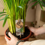 Dypsis Lutescens kopen, Areca palm kopen