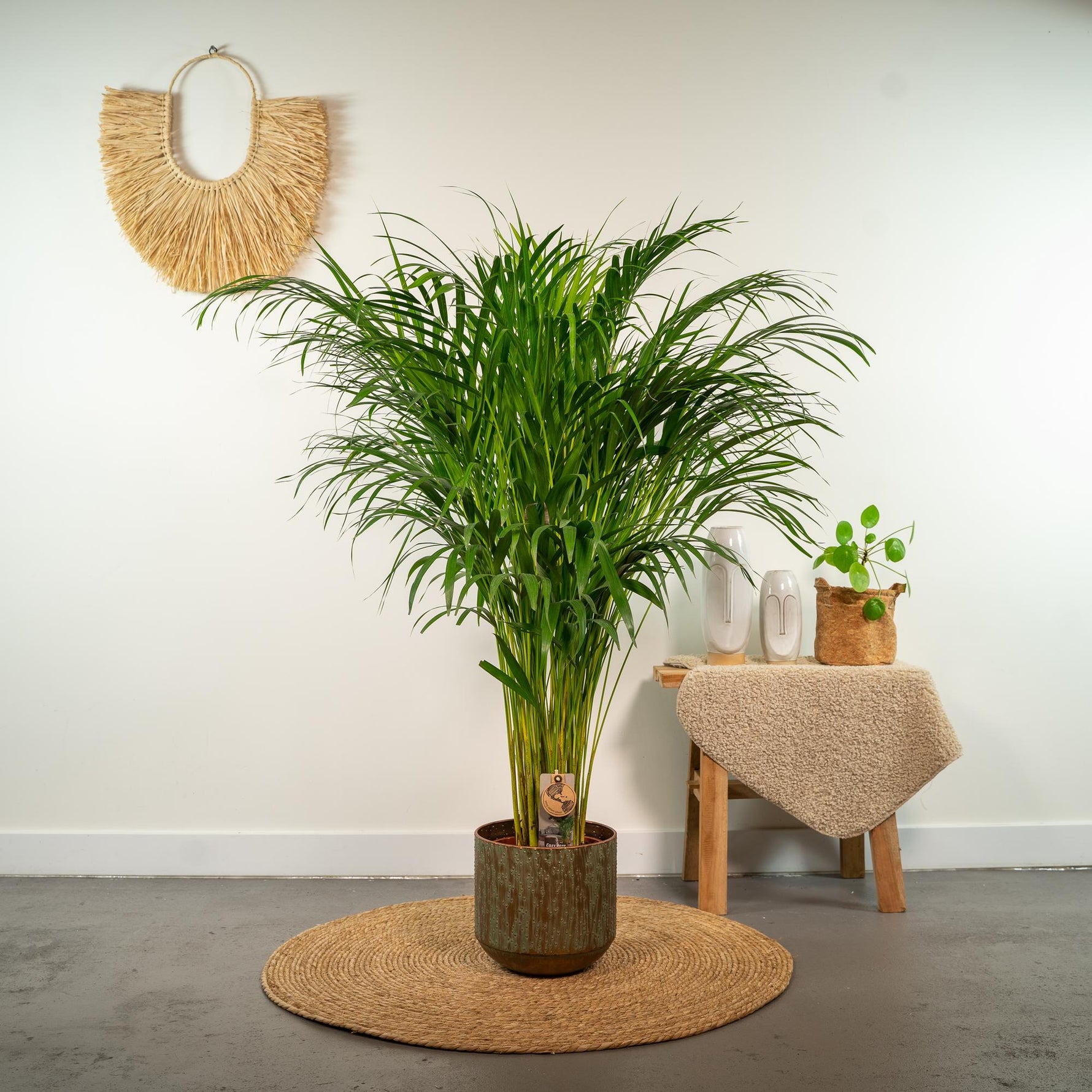 Dypsis Lutescens kopen, Areca palm kopen