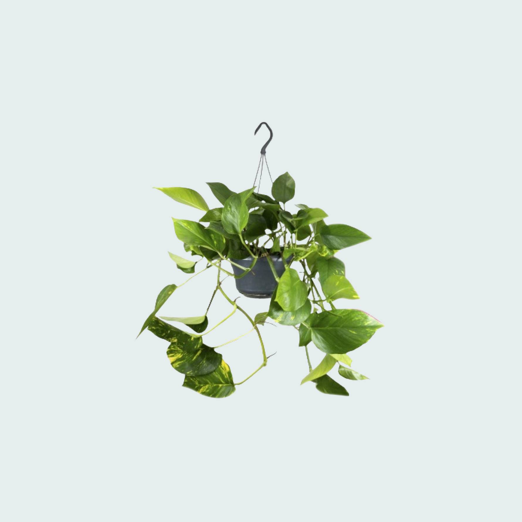 Epipremnum Aureum  kopen
