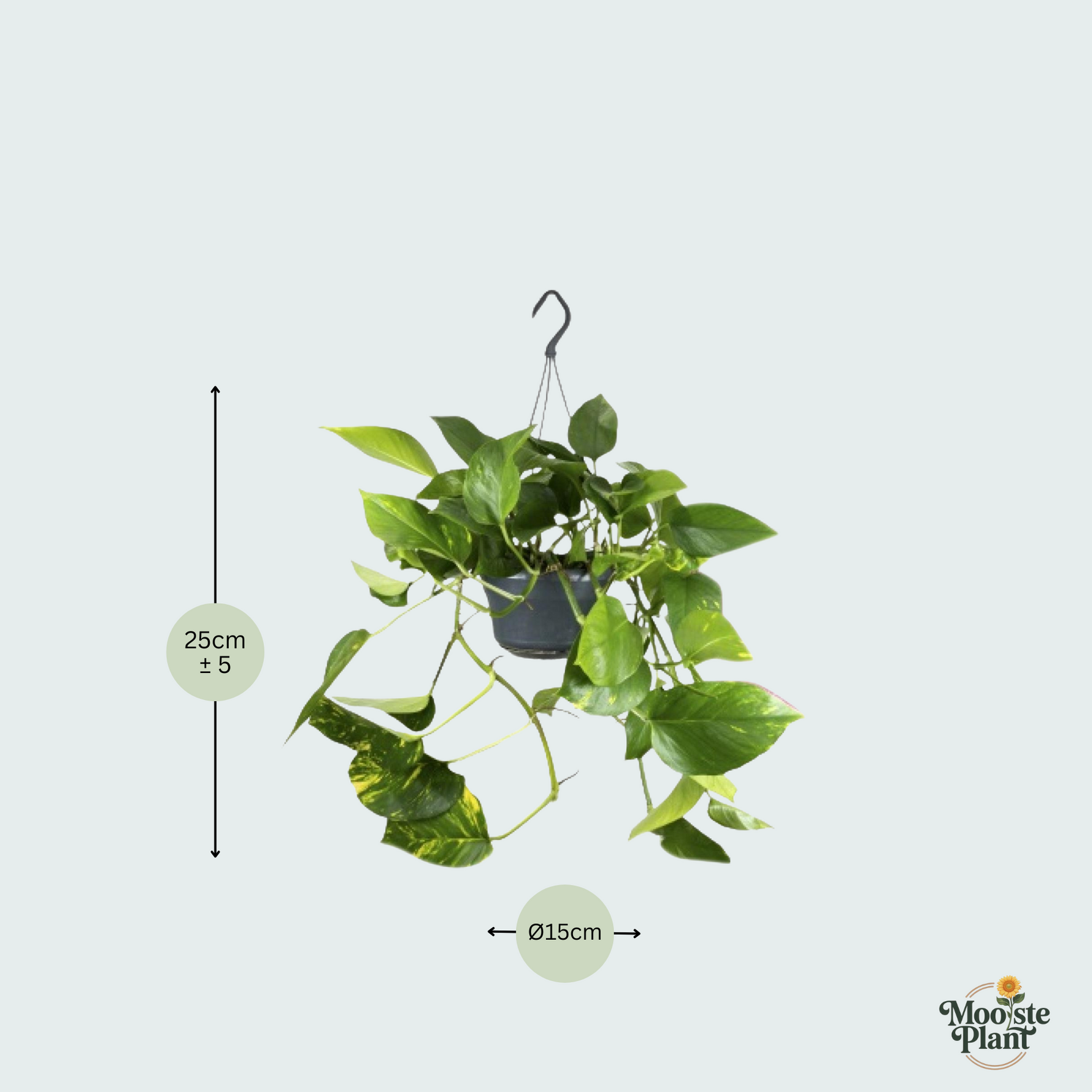 Epipremnum Aureum  kopen