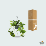 Epipremnum Aureum  kopen