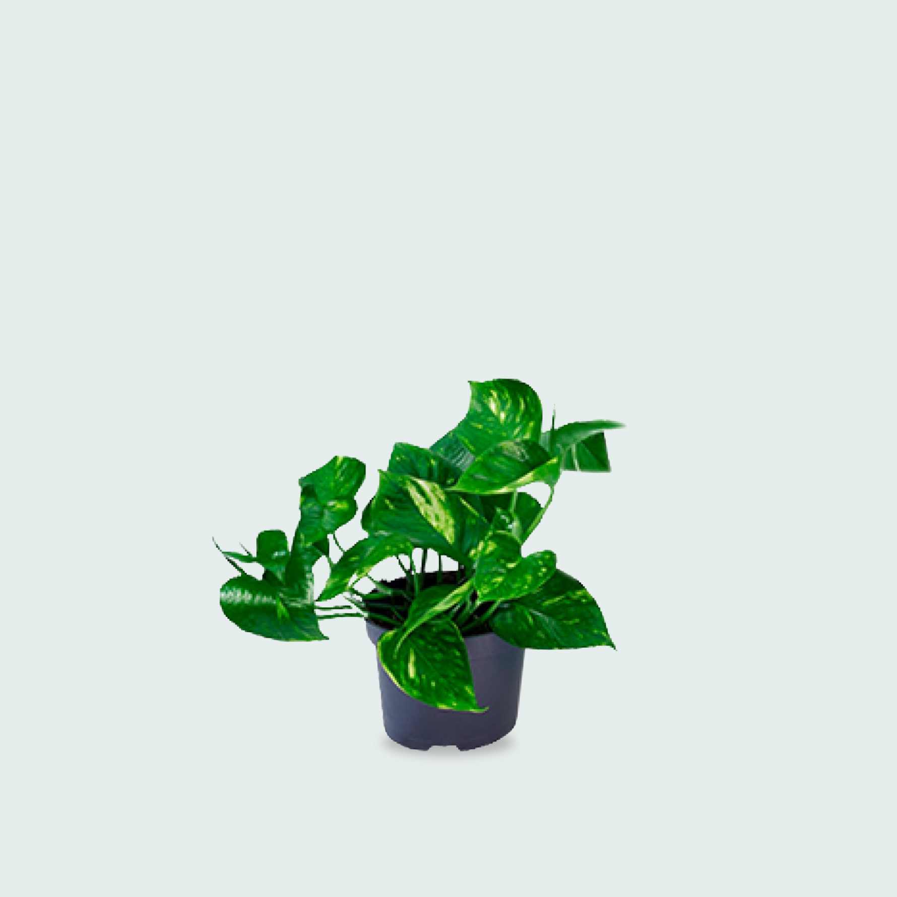 Epipremnum Aureum kopen