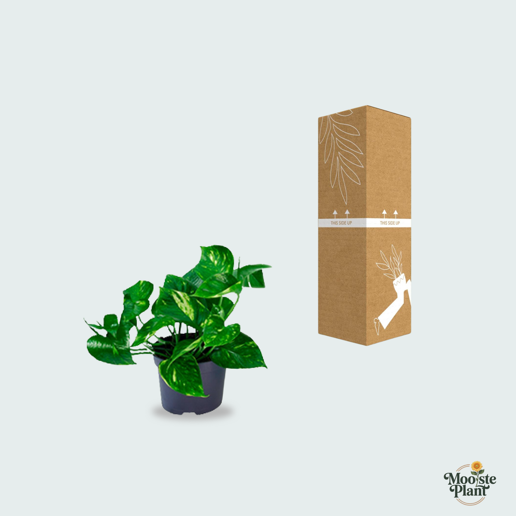 Epipremnum Aureum kopen